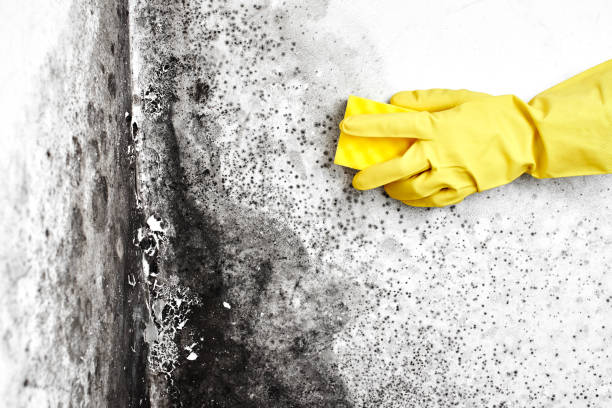 Best Commercial Mold Remediation in Shorewood Tower Hills Harbert, MI