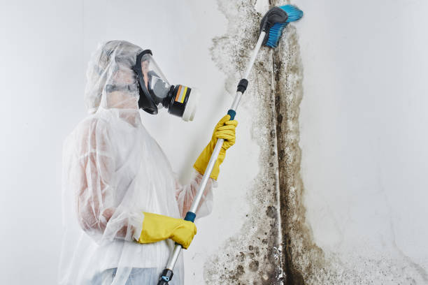 Best DIY Mold Remediation Support Services in Shorewood Tower Hills Harbert, MI