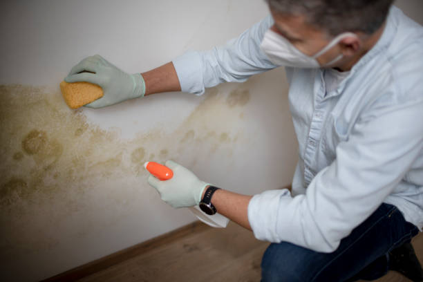 Best DIY Mold Remediation Support Services in Shorewood Tower Hills Harbert, MI