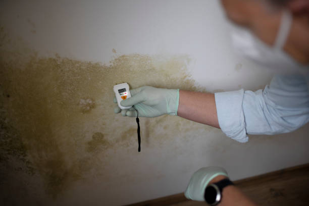 Best Black Mold Remediation in Shorewood Tower Hills Harbert, MI
