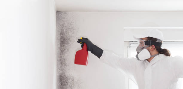 Best White Mold Remediation in Shorewood Tower Hills Harbert, MI