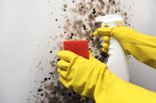 Best Emergency Mold Remediation in Shorewood Tower Hills Harbert, MI