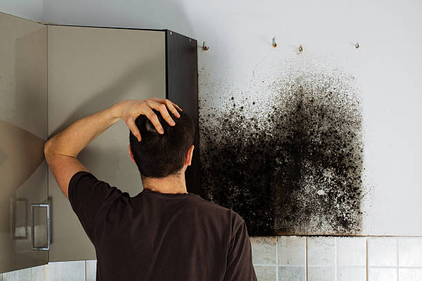 Best Post-Flood Mold Remediation in Shorewood Tower Hills Harbert, MI