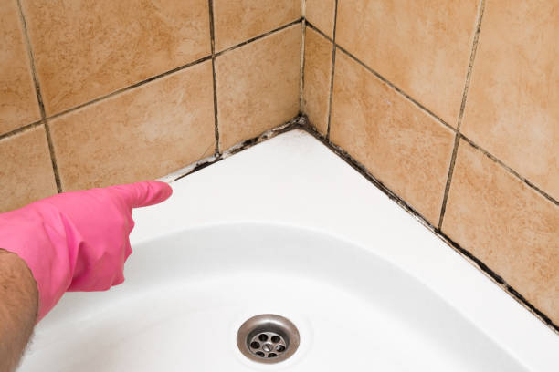Best Attic Mold Remediation in Shorewood Tower Hills Harbert, MI