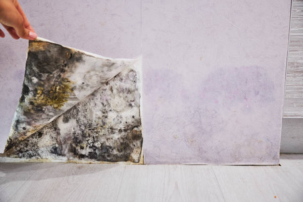 Best Basement Mold Remediation in Shorewood Tower Hills Harbert, MI
